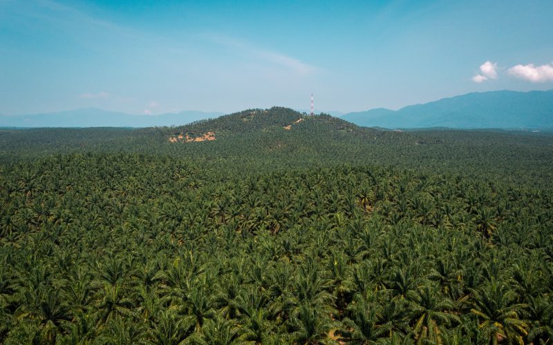 Plantations & Agriculture